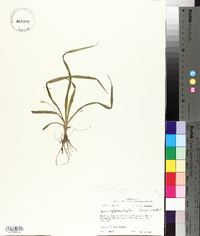 Hypoxis leptocarpa image