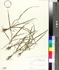 Hypoxis leptocarpa image