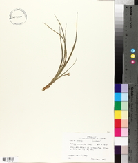 Hypoxis micrantha image