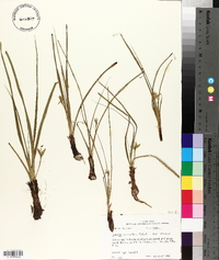 Hypoxis wrightii image