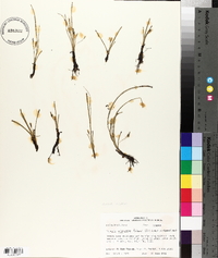 Hypoxis micrantha image