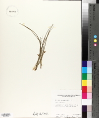 Hypoxis micrantha image