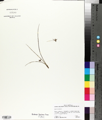 Hypoxis sessilis image