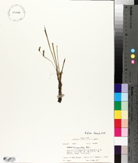 Hypoxis micrantha image