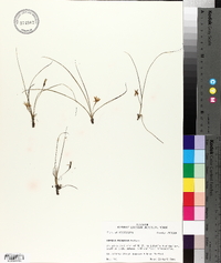 Hypoxis micrantha image