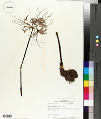 Lycoris radiata image