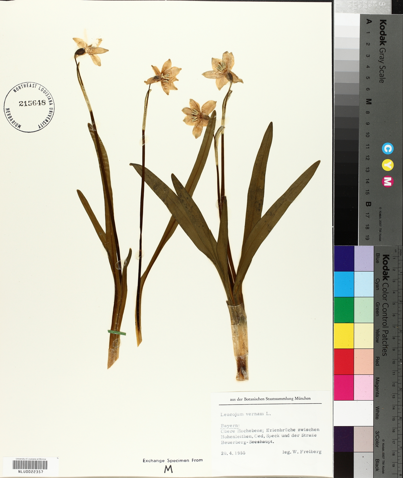 Leucojum vernum image
