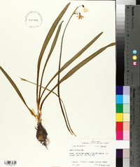 Leucojum aestivum image