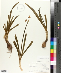 Leucojum aestivum image