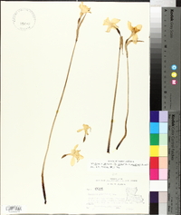 Narcissus x odorus image