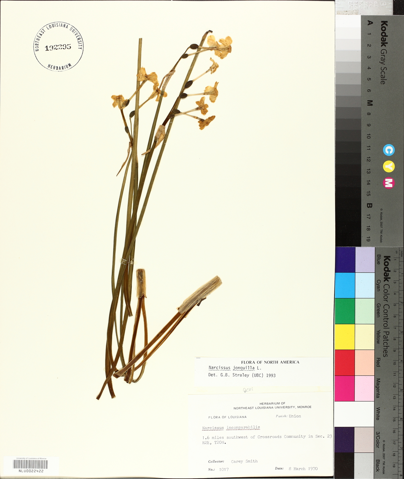 Narcissus jonquilla image