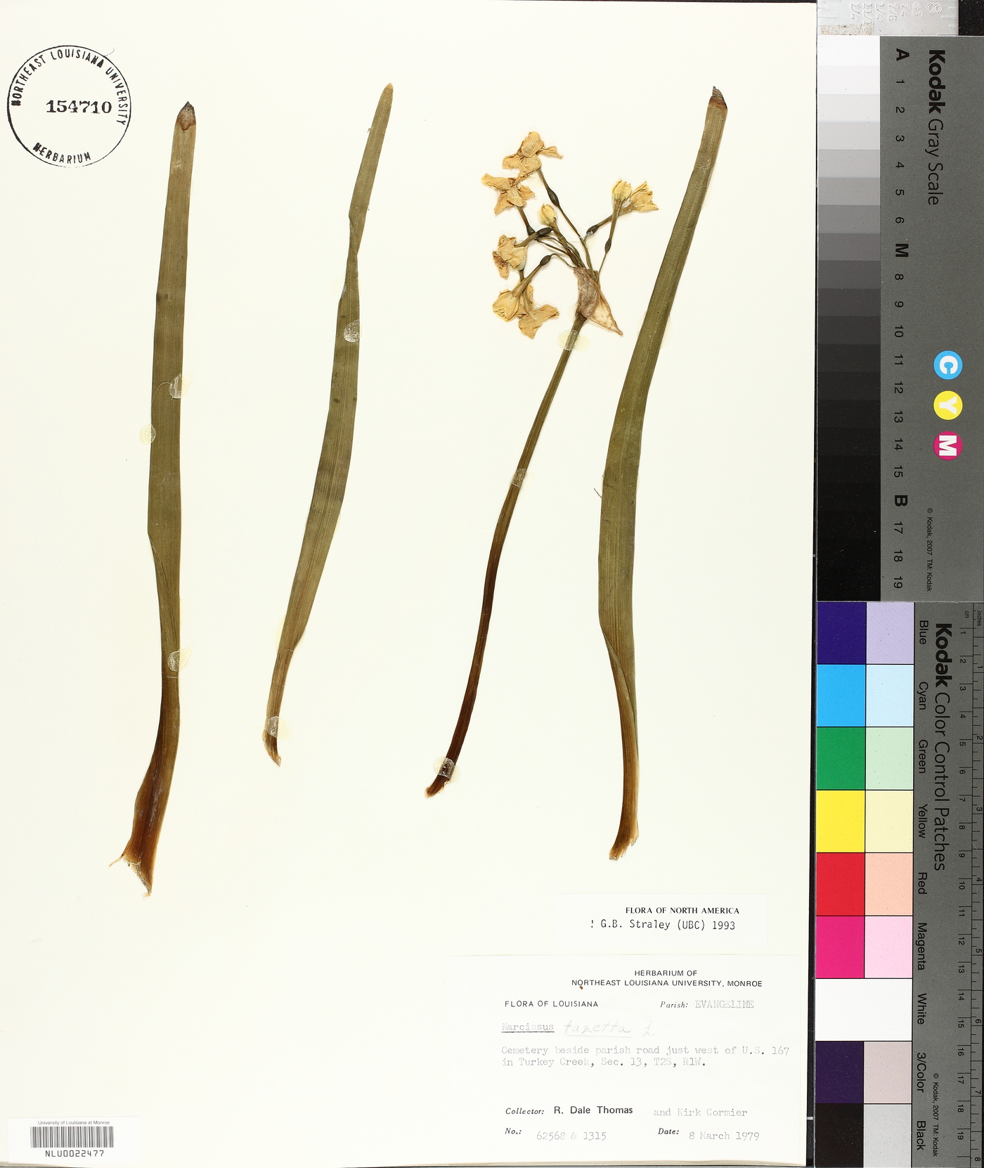 Narcissus tazetta image