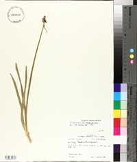 Narcissus pseudonarcissus image