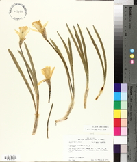 Narcissus pseudonarcissus image