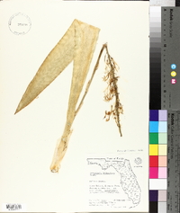 Sansevieria thyrsiflora image