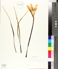 Zephyranthes atamasca image