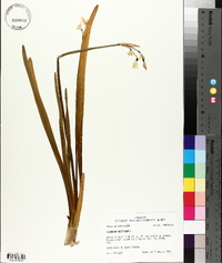 Leucojum aestivum image