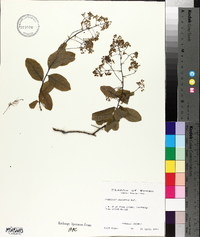 Cotinus obovatus image