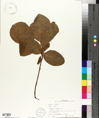 Cotinus obovatus image