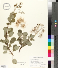 Cotinus coggygria image