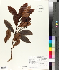 Image of Buchanania splendens