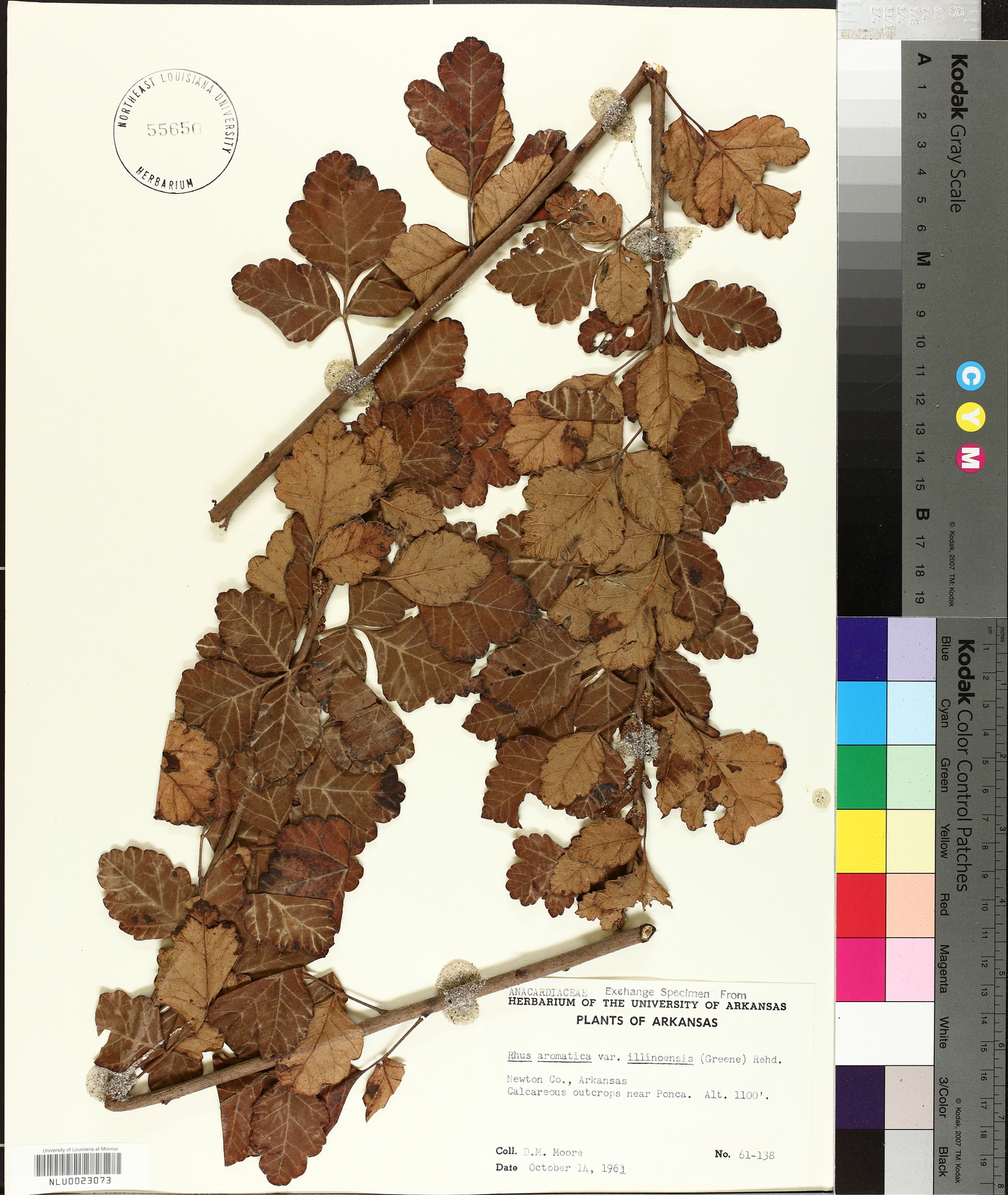 Rhus aromatica var. illinoensis image