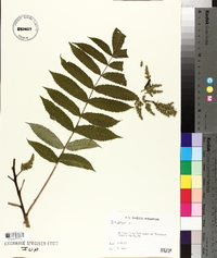 Rhus typhina image