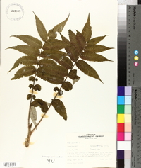 Rhus typhina image