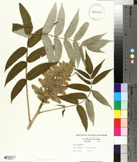 Rhus typhina image