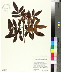 Schinus terebinthifolius image