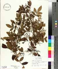 Schinus terebinthifolius image