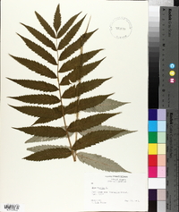 Rhus typhina image