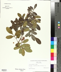 Schinus terebinthifolius image