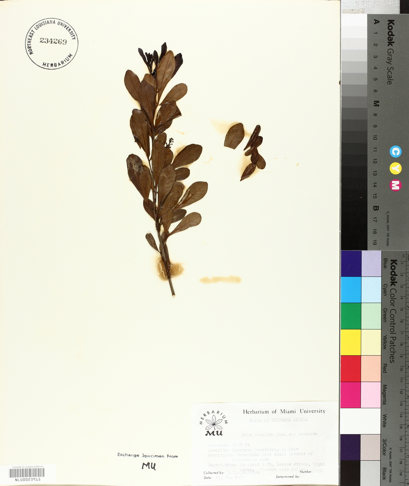Searsia undulata image
