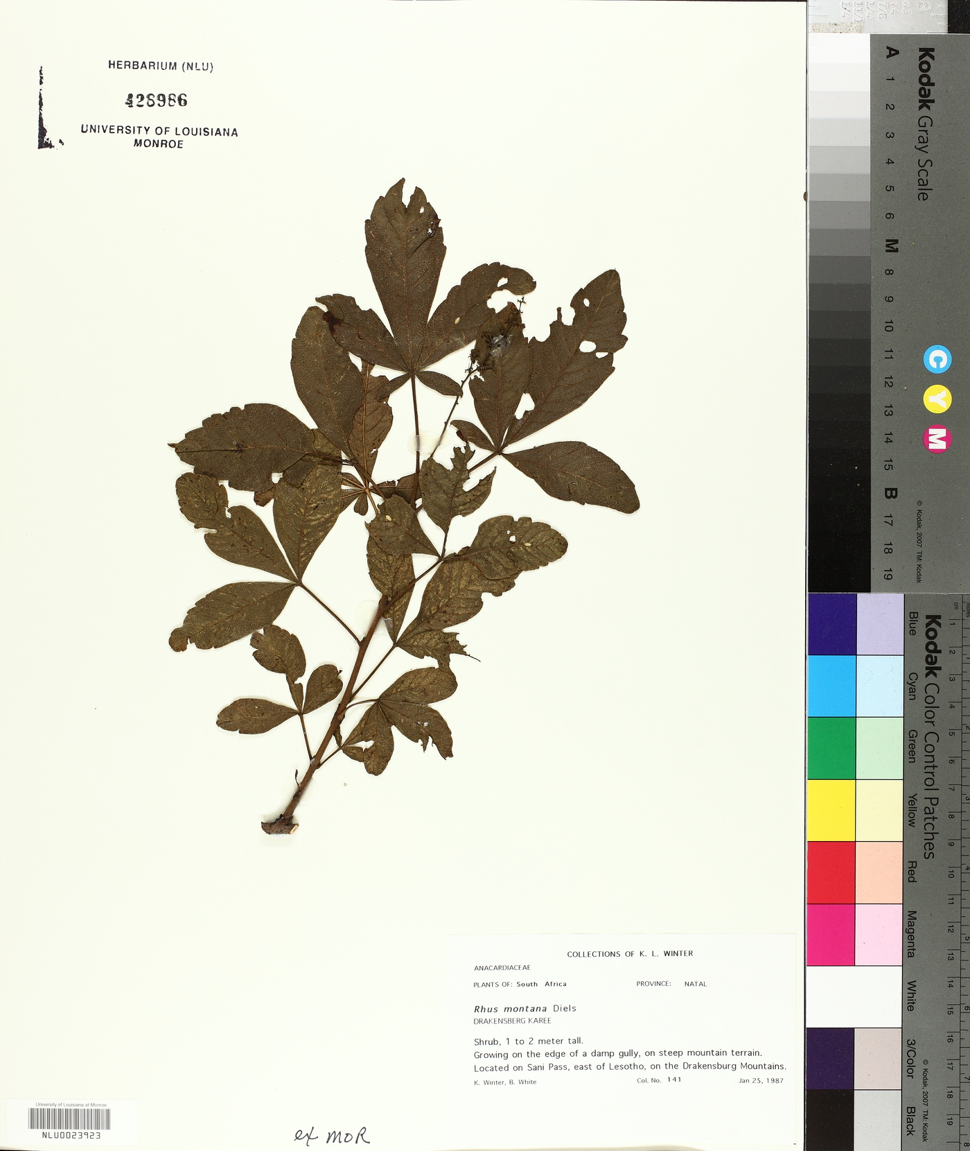 Searsia montana image