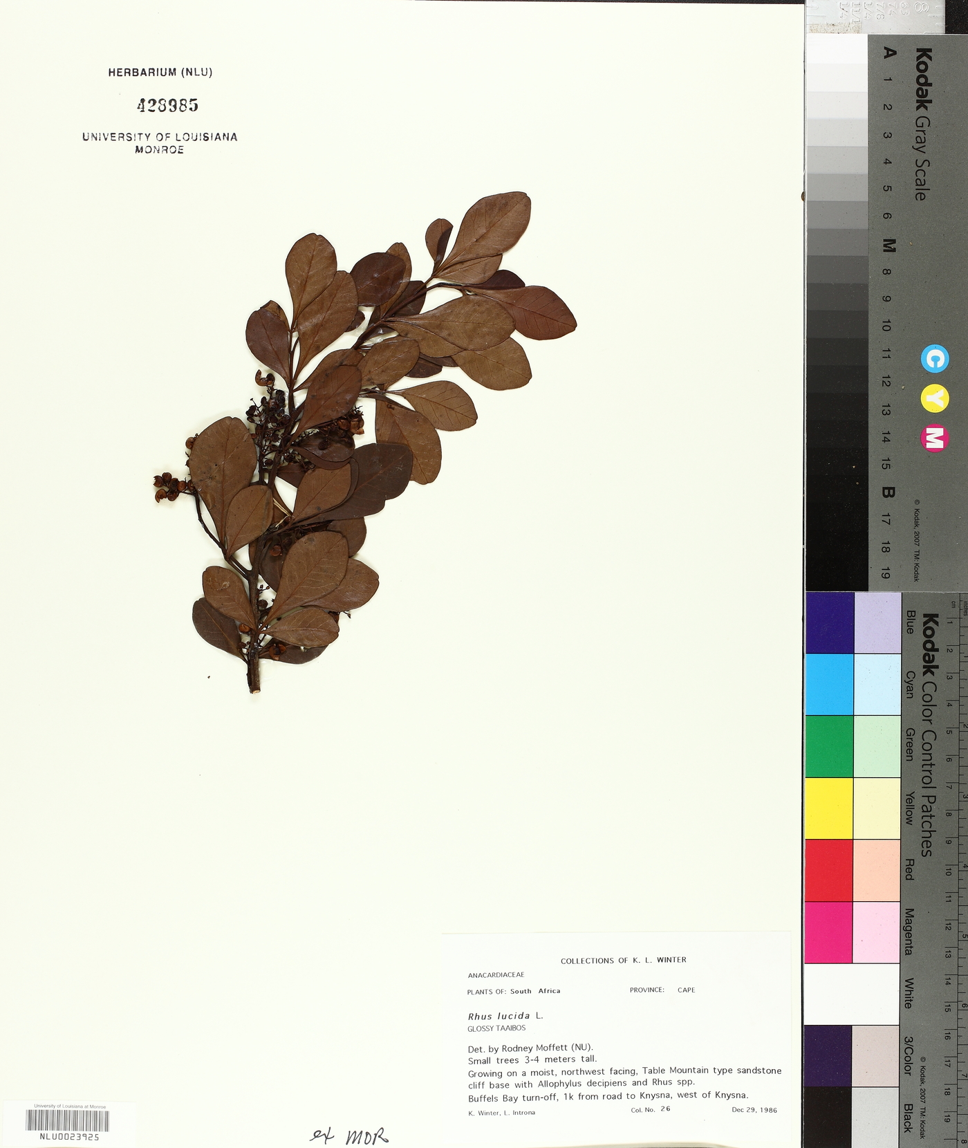 Searsia lucida image