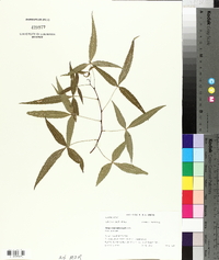 Searsia leptodictya image