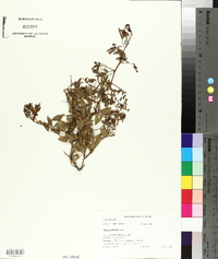 Searsia ciliata image