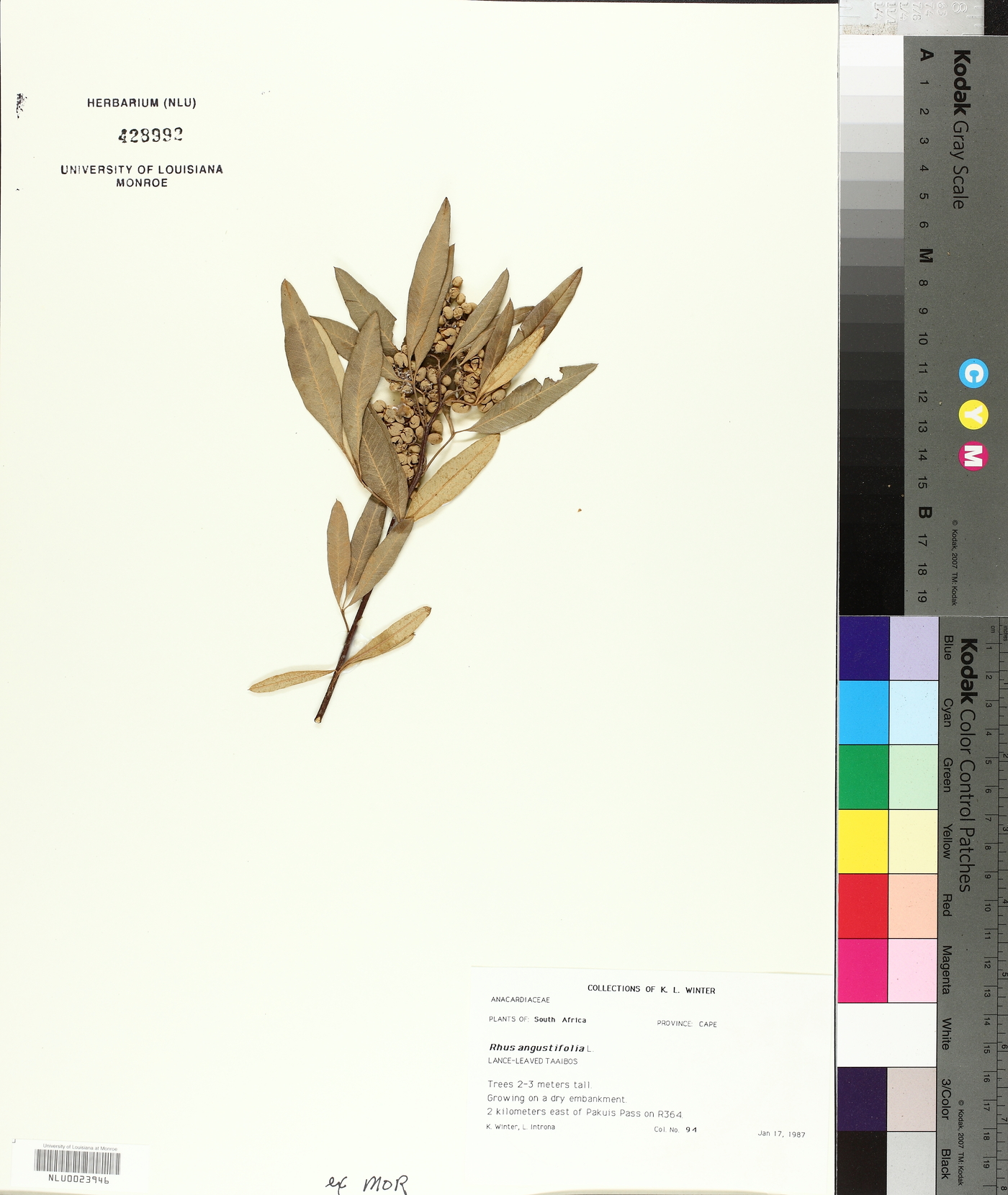 Searsia angustifolia image