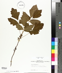 Toxicodendron pubescens image