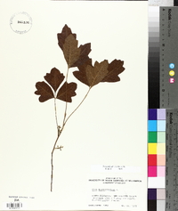 Toxicodendron pubescens image