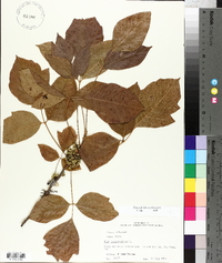 Toxicodendron pubescens image