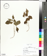 Toxicodendron pubescens image