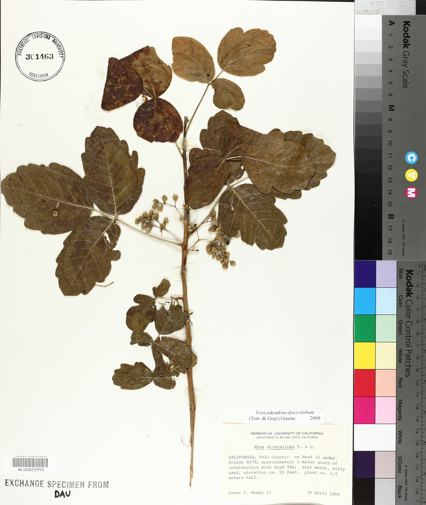 Toxicodendron diversilobum image