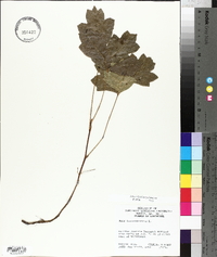 Toxicodendron pubescens image