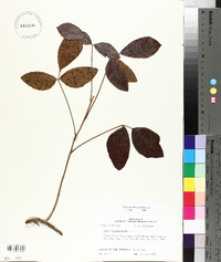 Toxicodendron pubescens image