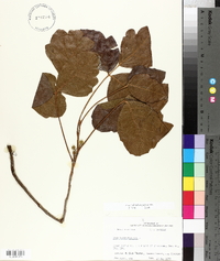 Toxicodendron pubescens image