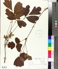 Toxicodendron pubescens image