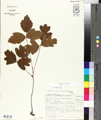 Toxicodendron pubescens image