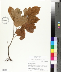 Toxicodendron pubescens image